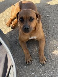 Found/Stray Female Dog last seen Desert, Victorville, CA 92307