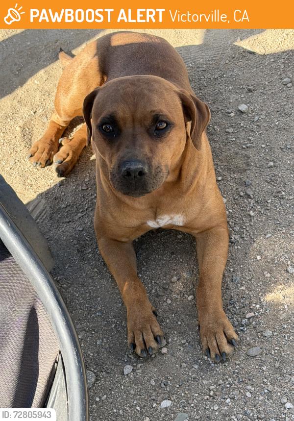Found/Stray Female Dog last seen Desert, Victorville, CA 92307