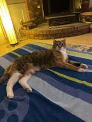 Shelter Stray Female Cat last seen CHARLOTTE, Charlotte, NC 28217