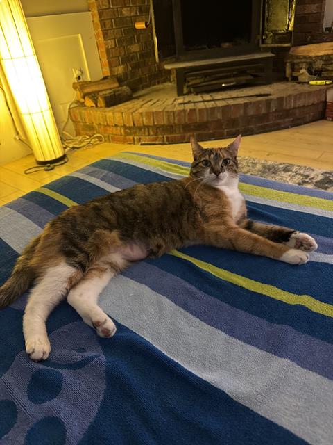 Shelter Stray Female Cat last seen CHARLOTTE, Charlotte, NC 28217