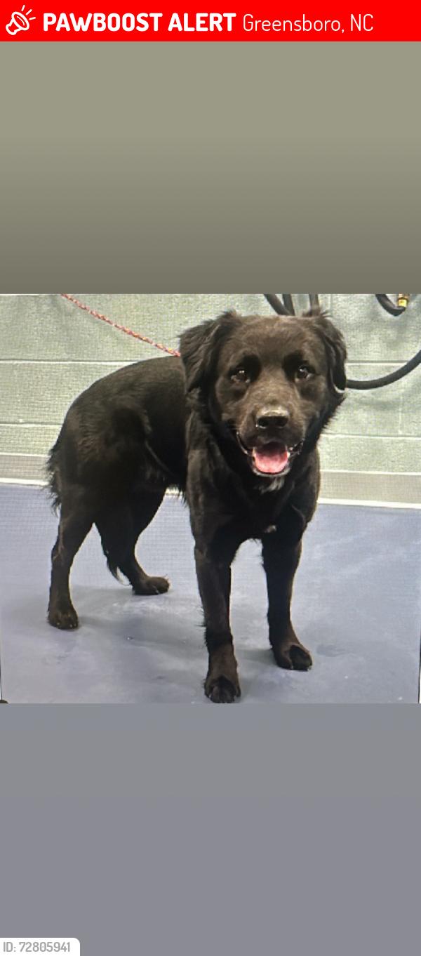 Lost Male Dog last seen Lake Brandt pl apmts , Greensboro, NC 27410