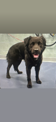 Lost Male Dog last seen Lake Brandt pl apmts , Greensboro, NC 27410