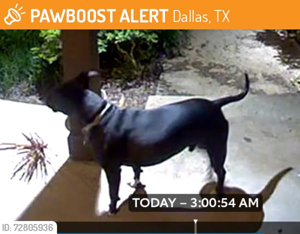 Found/Stray Unknown Dog last seen Boulder and Gladiolus Lane , Dallas, TX 75233
