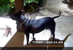 Found/Stray Unknown Dog last seen Boulder and Gladiolus Lane , Dallas, TX 75233