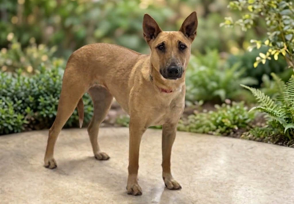 Shelter Stray Female Dog last seen , San Pedro, CA 90731