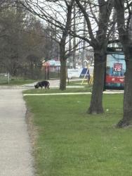 Found/Stray Unknown Dog last seen Lakeshore Road East /Haig , Mississauga, ON 