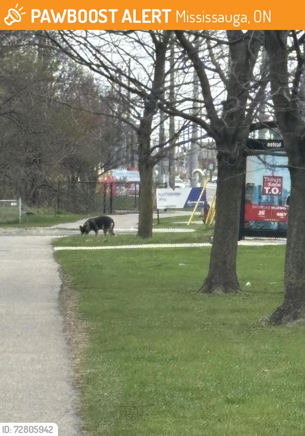 Found/Stray Unknown Dog last seen Lakeshore Road East /Haig, Mississauga, ON 