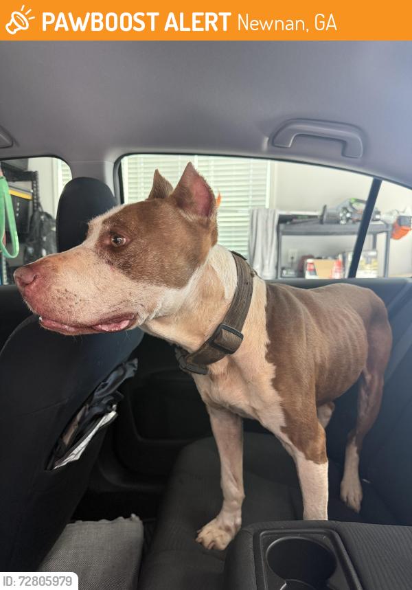 Found/Stray Male Dog last seen Near and Martin Mill, Newnan, GA 30263