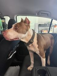 Found/Stray Male Dog last seen Near and Martin Mill, Newnan, GA 30263