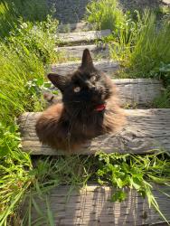 Lost Female Cat last seen Publik coffee, Salt Lake City, UT 84103