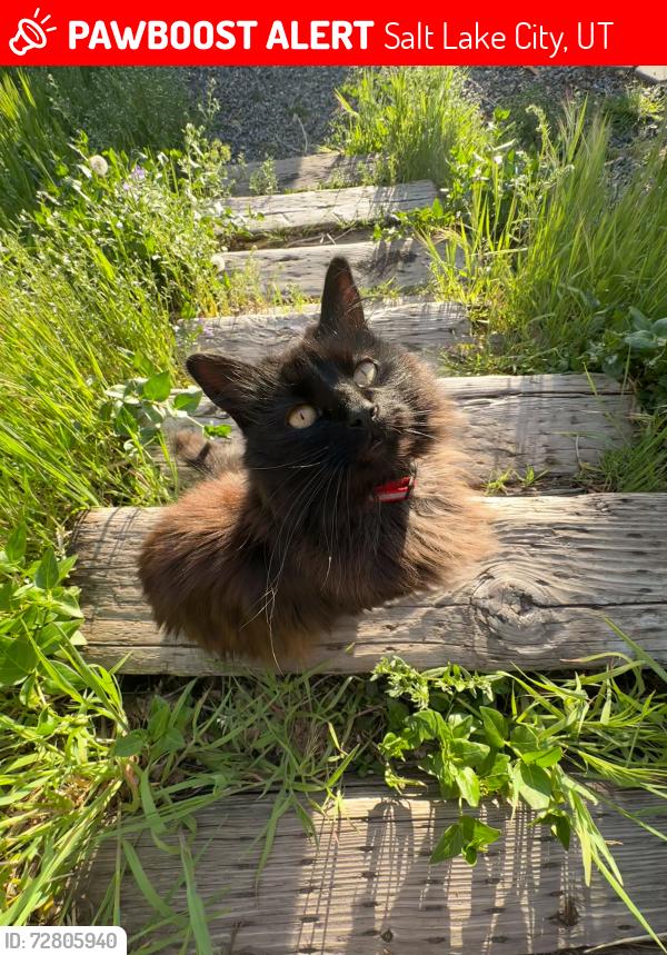Lost Female Cat last seen Publik coffee, Salt Lake City, UT 84103