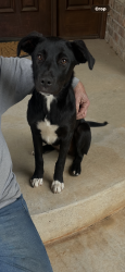 Found/Stray Female Dog last seen Near between Post and Anderson East of Lake Arcadia, Jones, OK 73049
