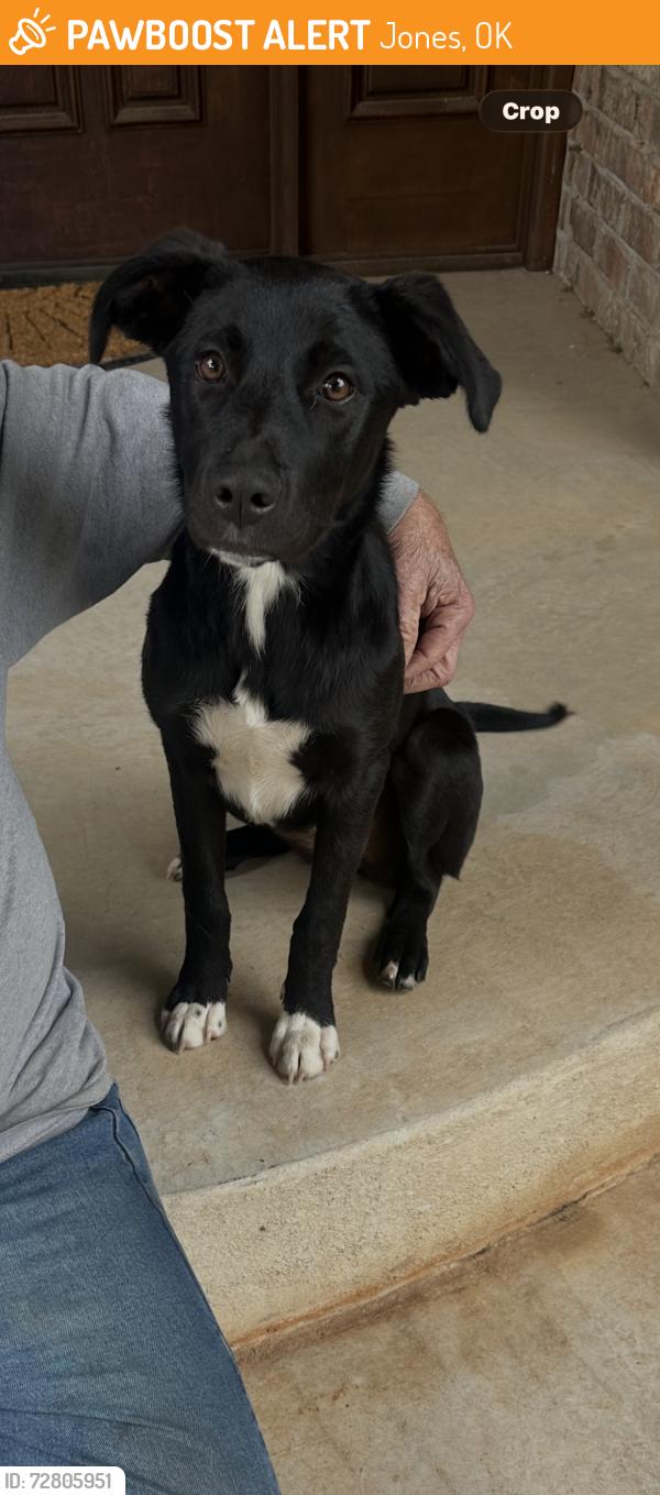 Found/Stray Female Dog last seen Near between Post and Anderson East of Lake Arcadia, Jones, OK 73049