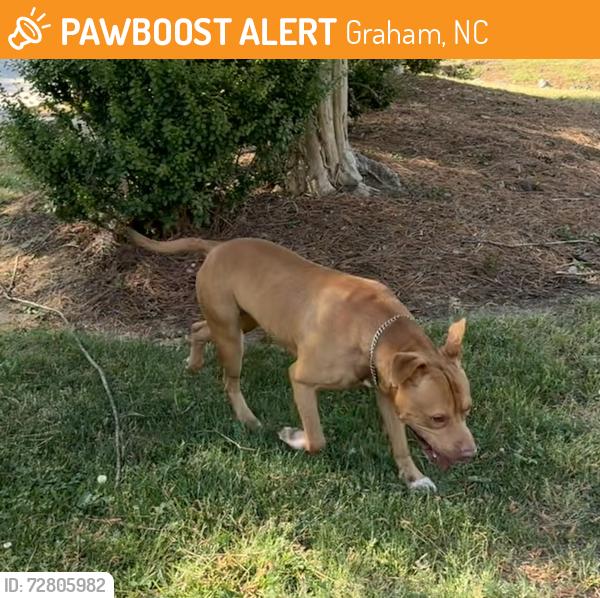 Found/Stray Male Dog last seen Foust Rd, Graham, NC 27253