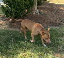 Found/Stray Male Dog last seen Foust Rd, Graham, NC 27253