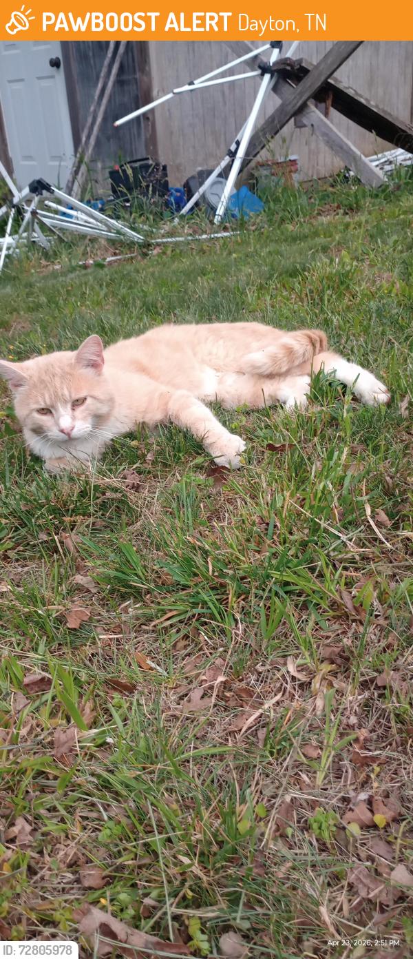 Found/Stray Male Cat last seen Dayton Mountain Hwy, Dayton, TN 37321