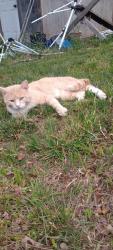 Found/Stray Male Cat last seen Dayton Mountain Hwy, Dayton, TN 37321