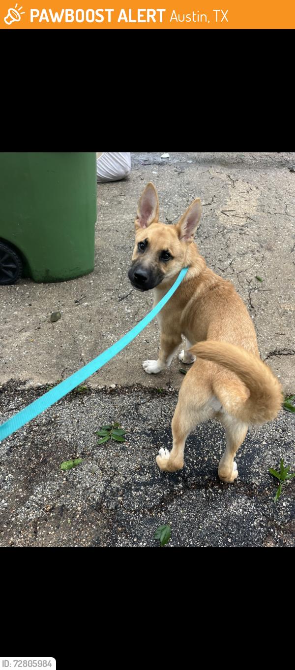 Found/Stray Male Dog last seen Behind OMG Squee, Any Day Grocery and Papa Tex Mex, Austin, TX 78702