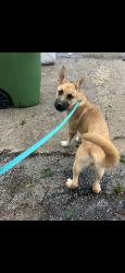 Found/Stray Male Dog last seen Behind OMG Squee, Any Day Grocery and Papa Tex Mex, Austin, TX 78702
