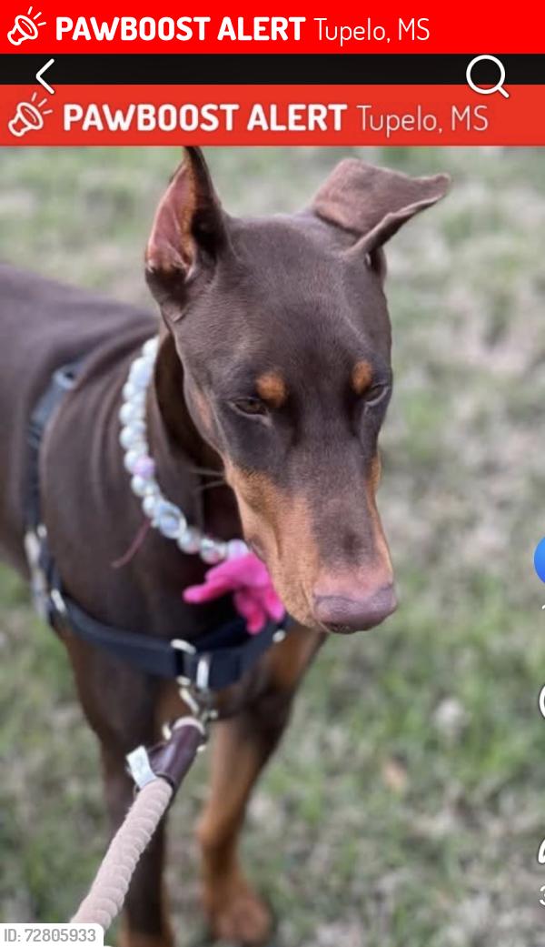 Lost Female Dog last seen South Eason Blvd Railroad crossing in front of sprint mart , Tupelo, MS 38804