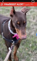 Lost Female Dog last seen South Eason Blvd Railroad crossing in front of sprint mart , Tupelo, MS 38804