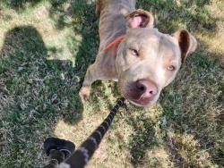 Found/Stray Male Dog last seen Morphine Bridge Rd, Zebulon, NC 27597