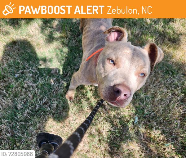 Found/Stray Male Dog last seen Morphine Bridge Rd, Zebulon, NC 27597