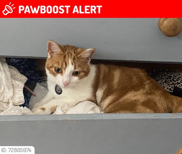 Lost Male Cat last seen Magnolia Drive, Surrey, England GU6 8UL