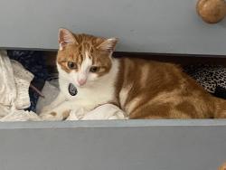 Lost Male Cat last seen Magnolia Drive, Surrey, England GU6 8UL