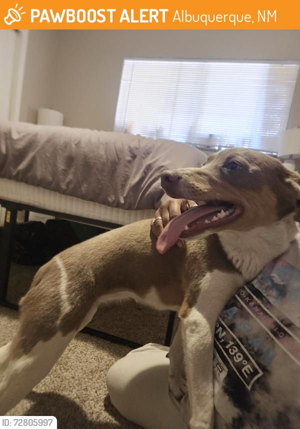 Found/Stray Female Dog last seen Wyoming, Albuquerque, NM 87108