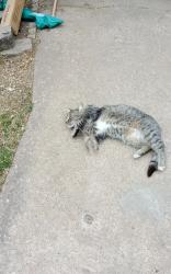 Lost Female Cat last seen 4910W12st Tulsa Oklahoma , Tulsa, OK 74103
