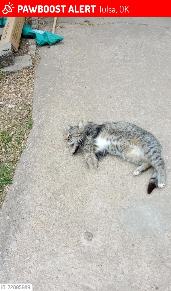 Lost Female Cat last seen 4910W12st Tulsa Oklahoma , Tulsa, OK 74103