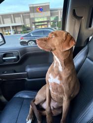 Lost Male Dog last seen Old Plank Road by Caldwell Williams Road, Charlotte, NC 28213