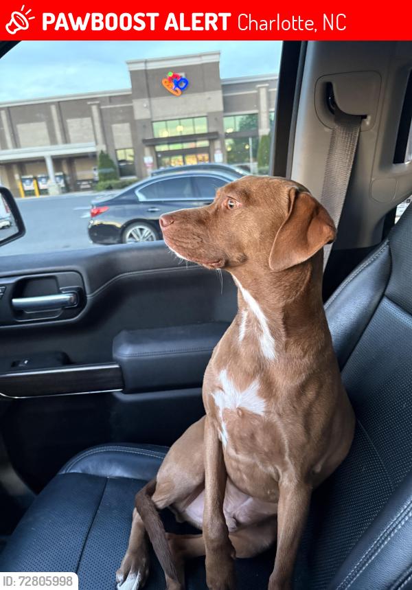 Lost Male Dog last seen Old Plank Road by Caldwell Williams Road, Charlotte, NC 28213