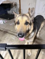 Lost Male Dog last seen 15th and San Antonio, Upland, CA 91786