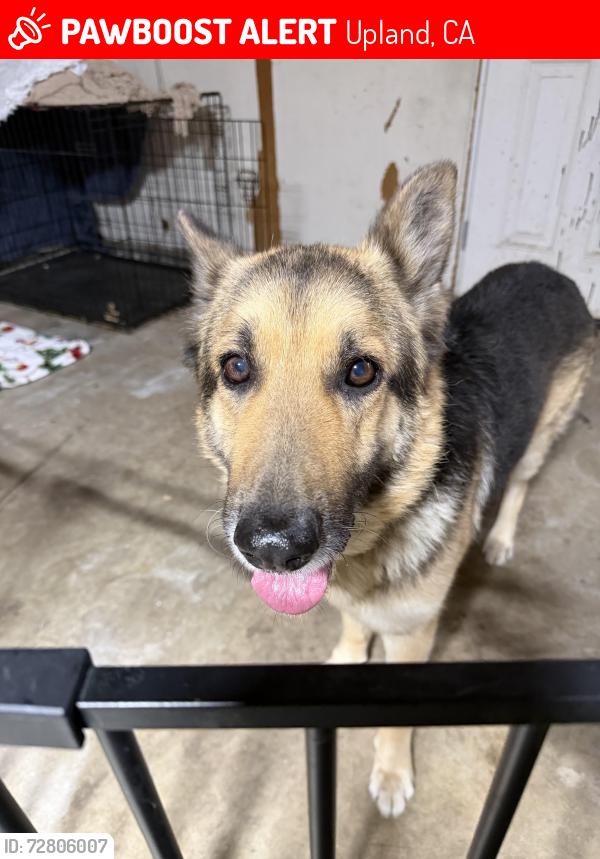 Lost Male Dog last seen 15th and San Antonio, Upland, CA 91786