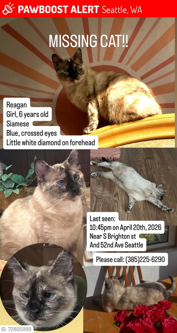 Lost Female Cat last seen 52nd ave and S Brighton St, Seattle, WA 98118