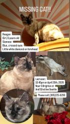 Lost Female Cat last seen 52nd ave and S Brighton St, Seattle, WA 98118