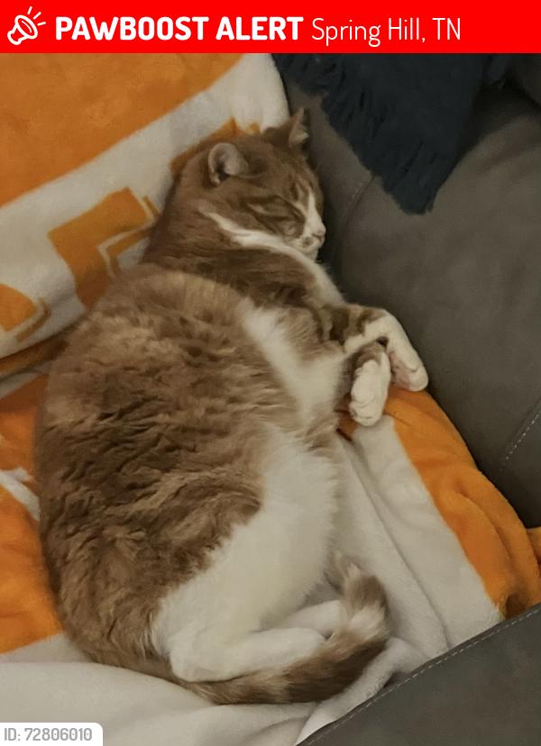 Lost Male Cat last seen Duplex Road, Spring Hill, TN 37174