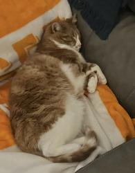 Lost Male Cat last seen Duplex Road, Spring Hill, TN 37174