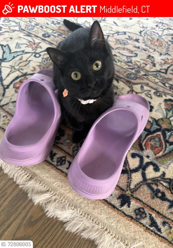Lost Female Cat last seen Race track hollow and rt 146, Middlefield, CT 06455