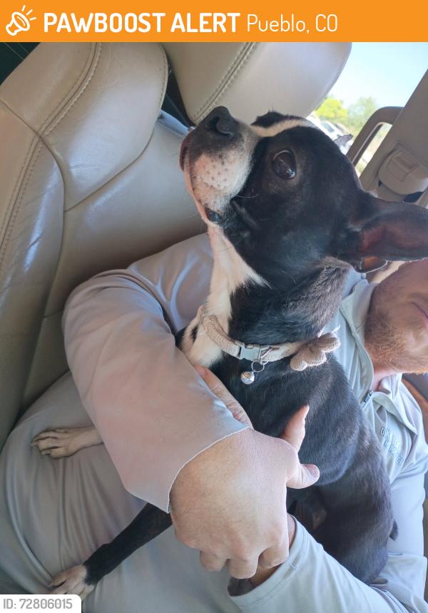 Found/Stray Female Dog last seen Pueblo blvd, sherwood ln , Pueblo, CO 81005