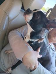 Found/Stray Female Dog last seen Pueblo blvd, sherwood ln , Pueblo, CO 81005