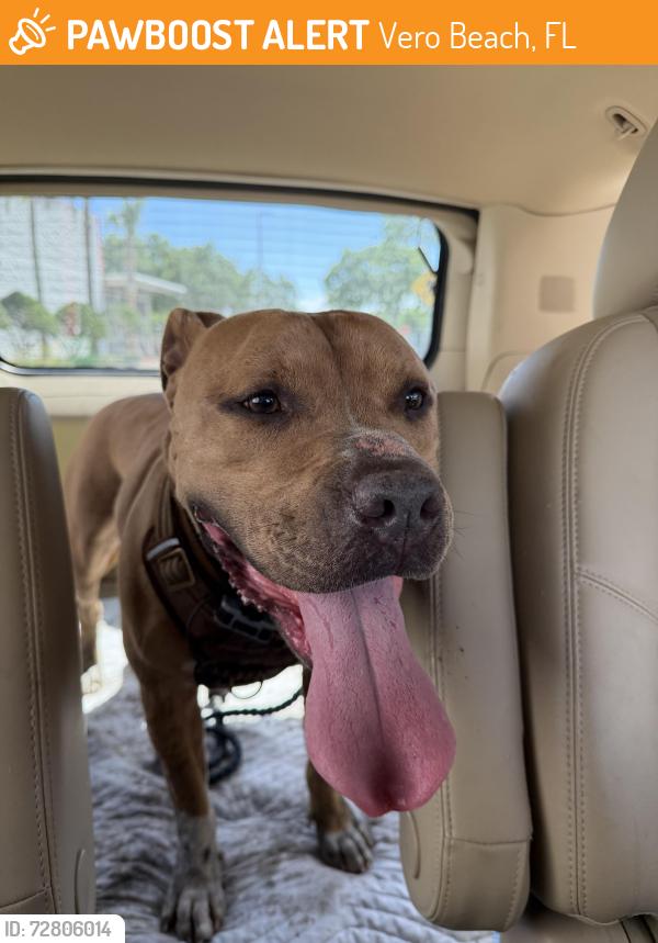 Found/Stray Male Dog last seen 26th street, Vero Beach, FL 32968