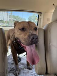 Found/Stray Male Dog last seen 26th street, Vero Beach, FL 32968