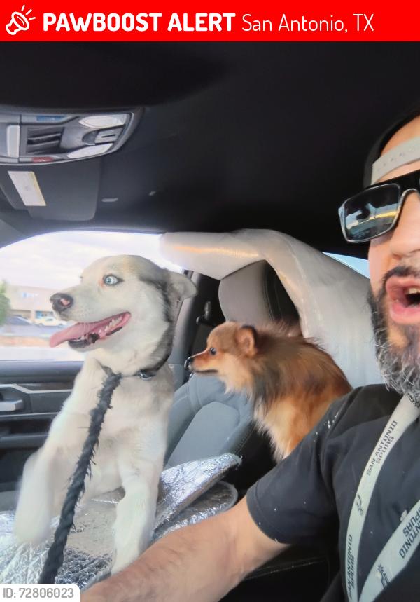 Lost Male Dog last seen Rigsby and Diane , San Antonio, TX 78220