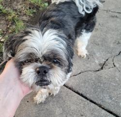 Found/Stray Male Dog last seen Kellogg and Maize , Wichita, KS 67209