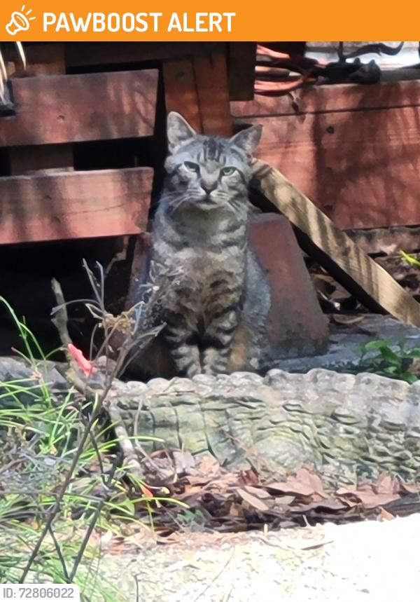 Found/Stray Unknown Cat last seen Silo Road, World Golf Village, FL 32092