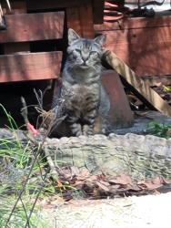 Found/Stray Unknown Cat last seen Silo Road, World Golf Village, FL 32092