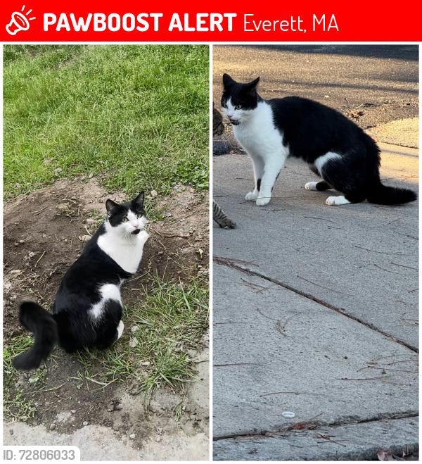 Lost Male Cat last seen ferry st everett ma, Everett, MA 02149